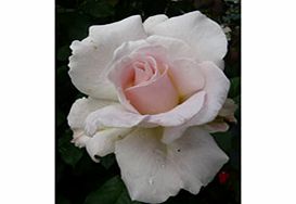 Rose Plant - Renaissance