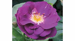 Rose Plant - Rhapsody in Blue