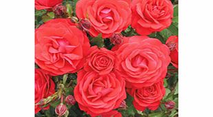 Rose Plant - Robert Winston