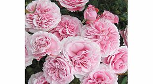 Rose Plant - Rossetti Rose