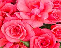 Rose Plant - Rosy Future