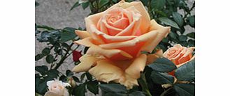 Rose Plant - Royal Parks
