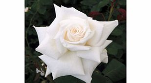 Rose Plant - Royal Philharmonic