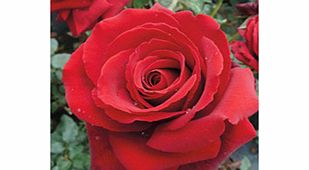 Rose Plant - Royal William