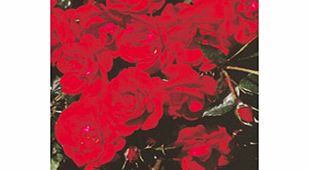Rose Plant - Ruby Anniversary