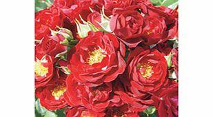 Rose Plant - Ruby Ribbon