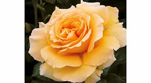 Rose Plant - Salvation