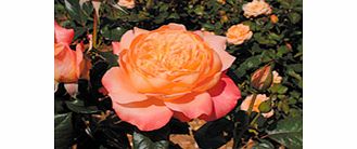 Rose Plant - Samaritan