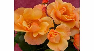 Rose Plant - Simple Gold