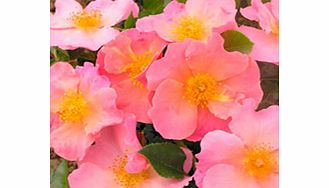 Rose Plant - Simple Peach