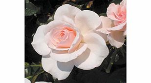 Rose Plant - Soham Rose