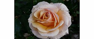 Rose Plant - Sue Hipkin