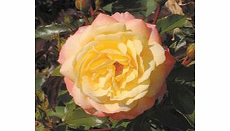 Rose Plant - Sunny Abundance