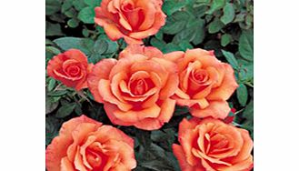 Rose Plant - Sunset Boulevard