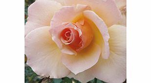 Rose Plant - Susan Daniel