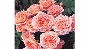 Rose Plant - Sweet Dream