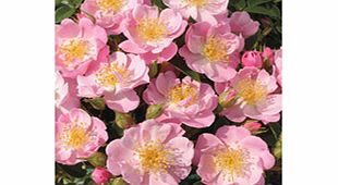 Rose Plant - The Lakeland Rose