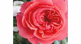 Rose Plant - The Pink Professor