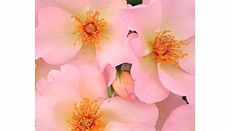 Rose Plant - The Simple Life