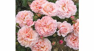 Rose Plant - Twiggys Rose