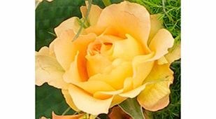 Rose Plant - Victoria Pendleton