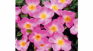 Rose Plant - Violet Cloud