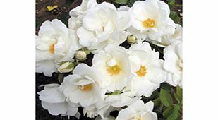 Rose Plant - White Star