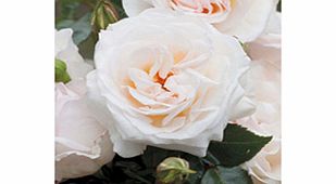 Rose Plant - York Minster