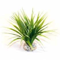 Sydeco Dandeacute;cor Oasis Variegated