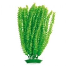 Tropix Dandeacute;cor Willow Grass