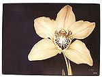Royal Doulton Ebony Orchid Large Size Placemats x 6