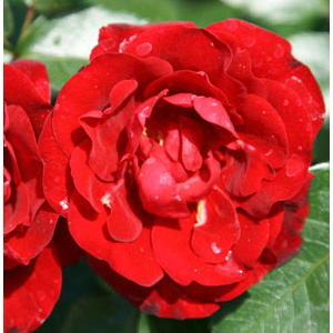 Royal William Hybrid Tea Rose