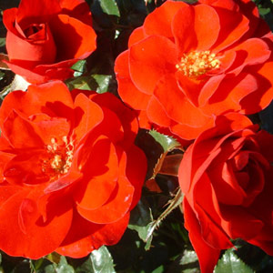 Ruby Anniversary - Floribunda Rose