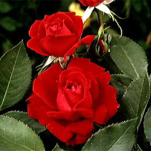 Ruby Wedding Hybrid Tea Rose