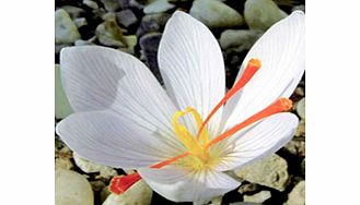 Saffron Crocus Bulbs - White