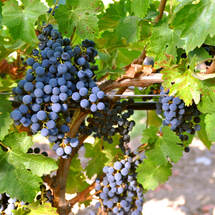 SAN Francisco Wine Hop Package - Adult