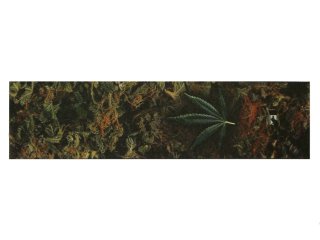 Canabis Graphic Griptape