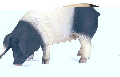 schleich Swabian-Hall Pig