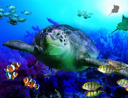 Sea Life London Aquarium Sealife London Aquarium Incl Behind The Scene Tour