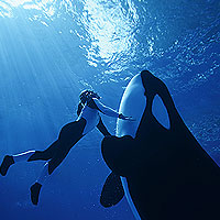 SeaWorld Orlando Makahiki Luau Dinner Show at SeaWorld Orlando