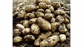 Seed Potatoes - Arran Pilot 1kg