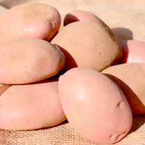 Seed Potatoes - Axona 1kg