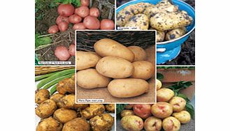 Seed Potatoes - Beginners All Season Collection