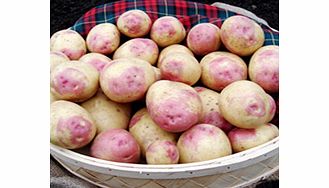 Seed Potatoes - Bonnie 1kg