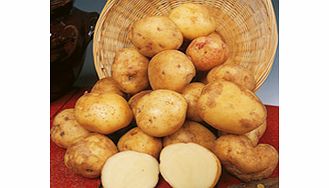 Seed Potatoes - Cara 1kg