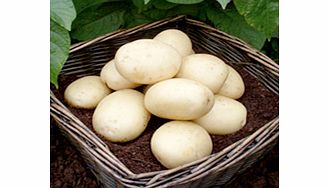 Seed Potatoes - Casablanca 1kg (Second Crop)