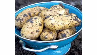 Seed Potatoes - Charlotte 1kg (Second Crop)