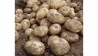 Seed Potatoes - Gemson 1kg