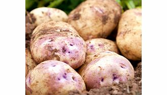 Seed Potatoes - Kestrel 1kg
