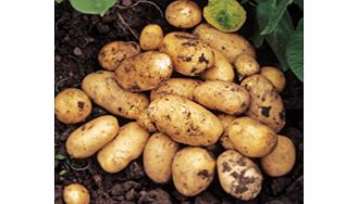 Seed Potatoes - Lady Christl